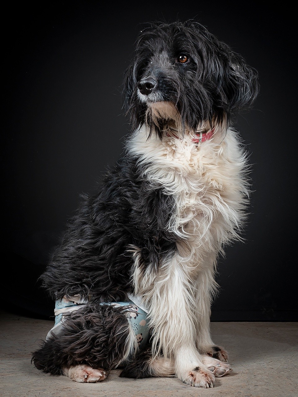 Bora, la perrita que sobrevivió al abandono: una historia de dolor, rescate y segundas oportunidades