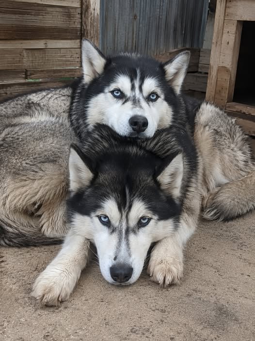“Dos perros, un solo corazón: una historia inseparable donde la separación no pudo vencer al amor…”