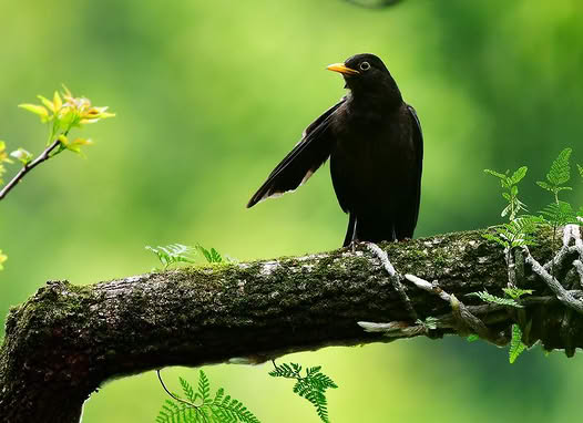 Aves “bombardean” mascotas y personas en varias provincias de China…