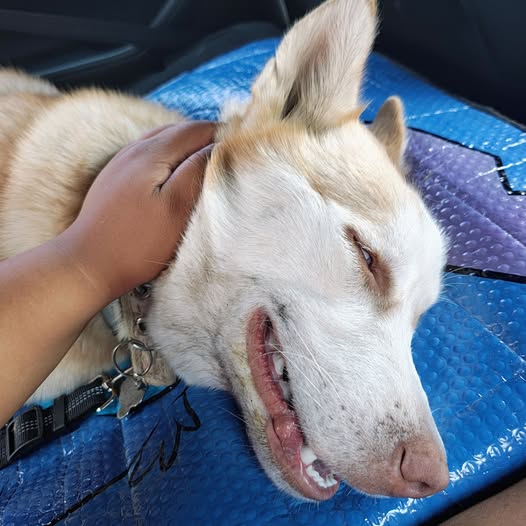 💔 Mi husky comió veneno y vivimos la peor noche de nuestras vidas